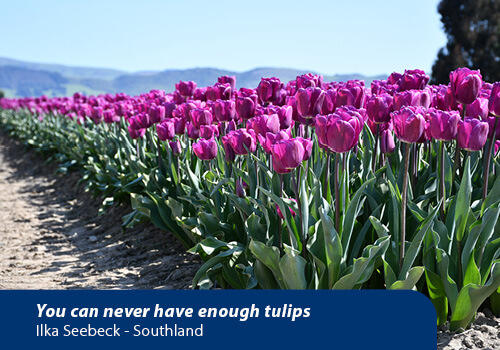 A row of tulips