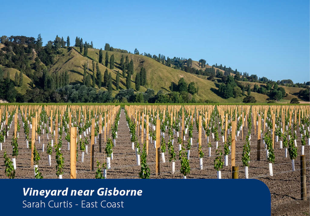 Vineyard in Gisborne