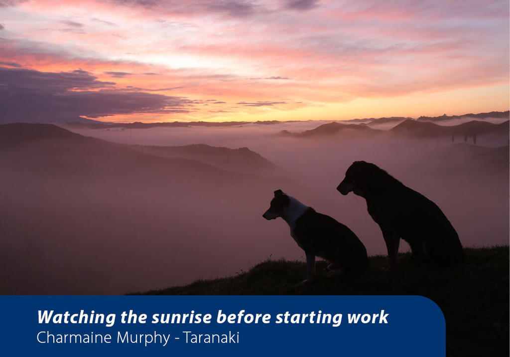 Two dogs on a hill at sunrise