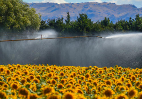 sunflowers in a field being watered by an irrigator