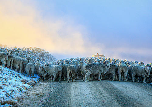 Sheep crossing a snow covered road with steam rising off their backs