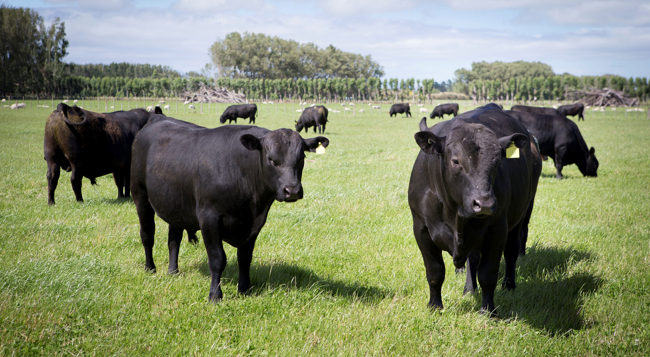 Supply set to exceed demand at this year’s yearling bull sale season ...