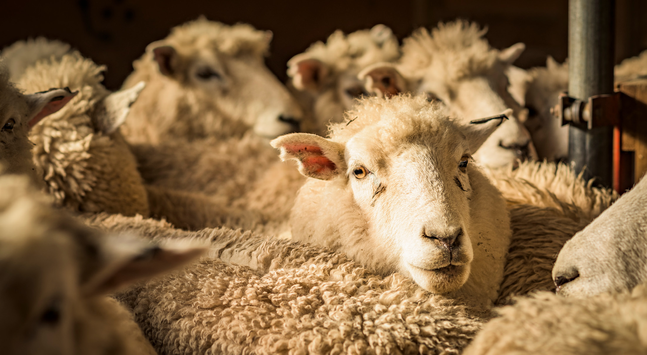 Logistical challenges aplenty around fine wool | PGG Wrightson